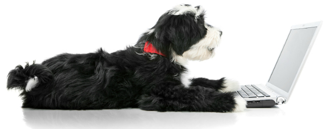 website-management-pet-industry